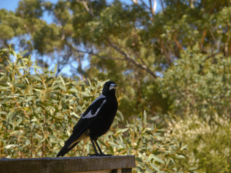 Kangaroo Island, Australian Magpie